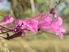 Fridericia