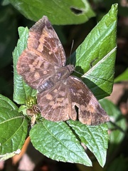 Achlyodes