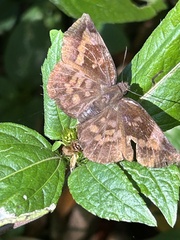 Achlyodes