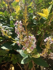 Pseuderanthemum maculatum