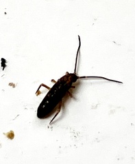 Isotomurus