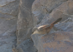 Ochetorhynchus melanurus