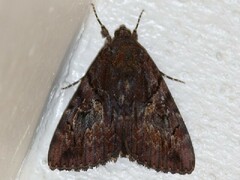 Catocala muliercula