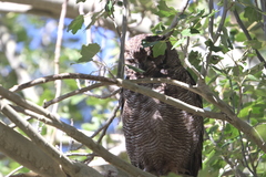 Bubo virginianus magellanicus
