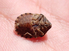 Eurygaster maura