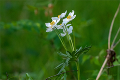 Anemonastrum crinitum