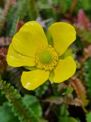 Ranunculus insignis