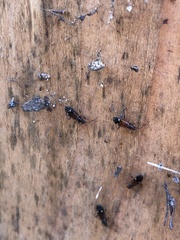 Pseudopamera nitidula