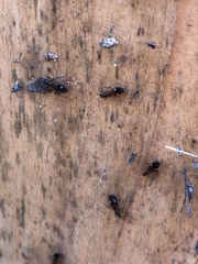 Pseudopamera nitidula