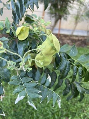 Majidea zanguebarica