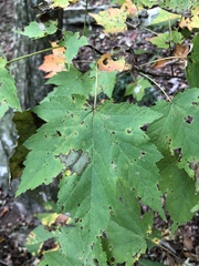 Acer rubrum rubrum