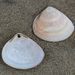 Large Trough Shell - Photo (c) Saryu Mae, some rights reserved (CC BY), uploaded by Saryu Mae