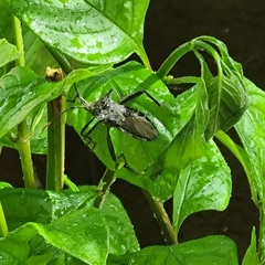 Anoplocnemis curvipes