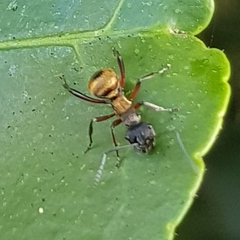 Polyrhachis rufifemur