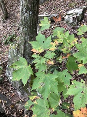 Acer rubrum rubrum
