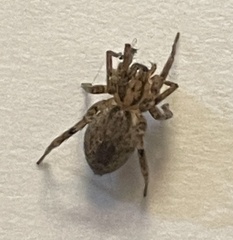 Anyphaena