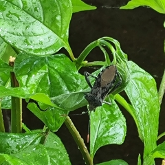 Anoplocnemis curvipes