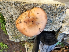 Hebeloma crustuliniforme