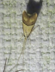Crocanthes prasinopis