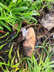 Hebeloma crustuliniforme