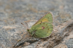 Colias stoliczkana