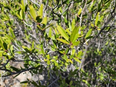 Pleradenophora bilocularis