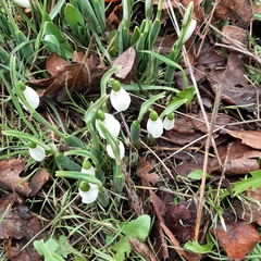 Galanthus elwesii