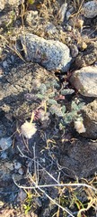 Dalea mollissima