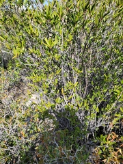 Pleradenophora bilocularis