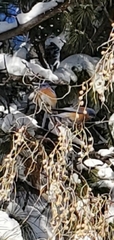 Sialia mexicana