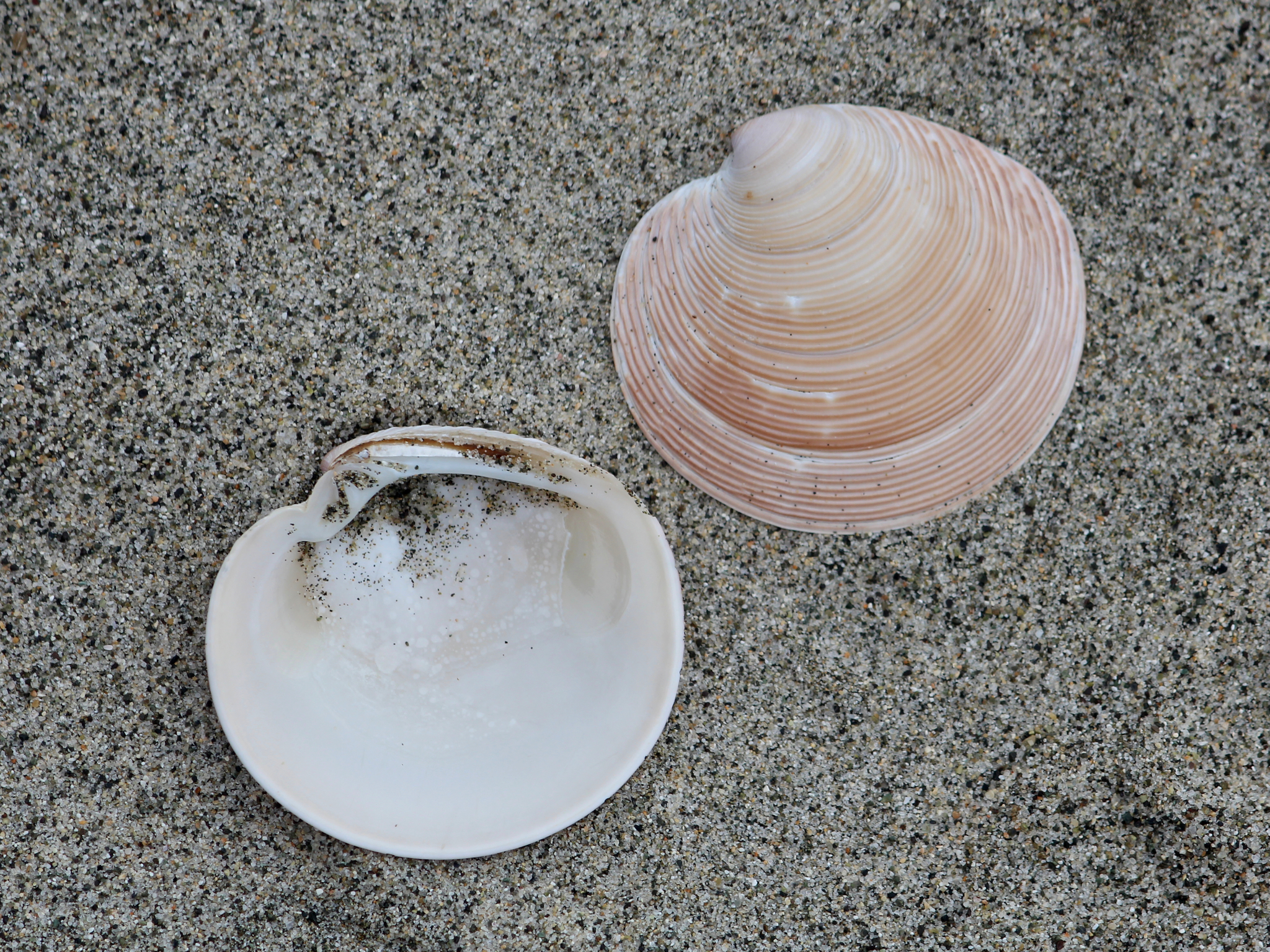 Onlayn porno komikslar yoki papi Yigitlar etuk ayollarni sikishmoqda (video)