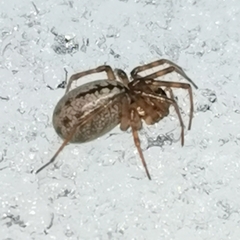 Stemonyphantes lineatus