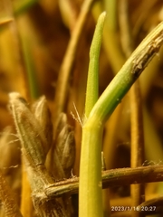 Rytidosperma australe