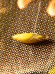 Rytidosperma australe