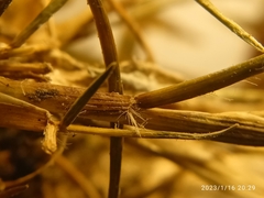 Rytidosperma australe