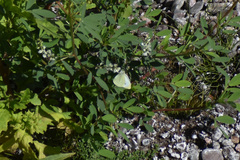 Pieris rapae rapae