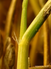 Rytidosperma australe