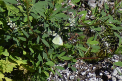 Pieris rapae rapae