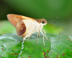 Calpodes longirostris