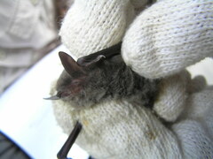 Myotis