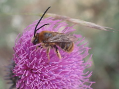 Eucera