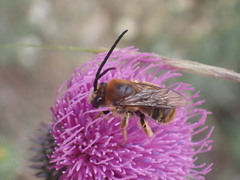 Eucera