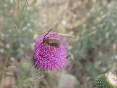 Eucera