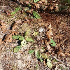 Opuntia humifusa