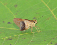Calpodes longirostris