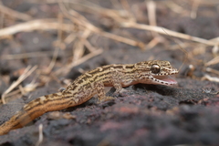 Hemidactylus albofasciatus
