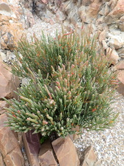 Salicornia littorea
