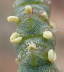 Salicornia littorea