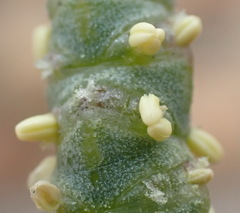 Salicornia littorea
