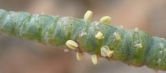 Salicornia littorea